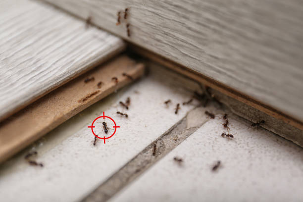 Best Best Pest Control Companies  in Aptos Hills Larkin Valley, CA