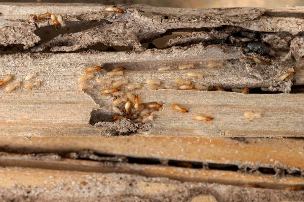 Best Rodent Control Near Me  in Aptos Hills Larkin Valley, CA